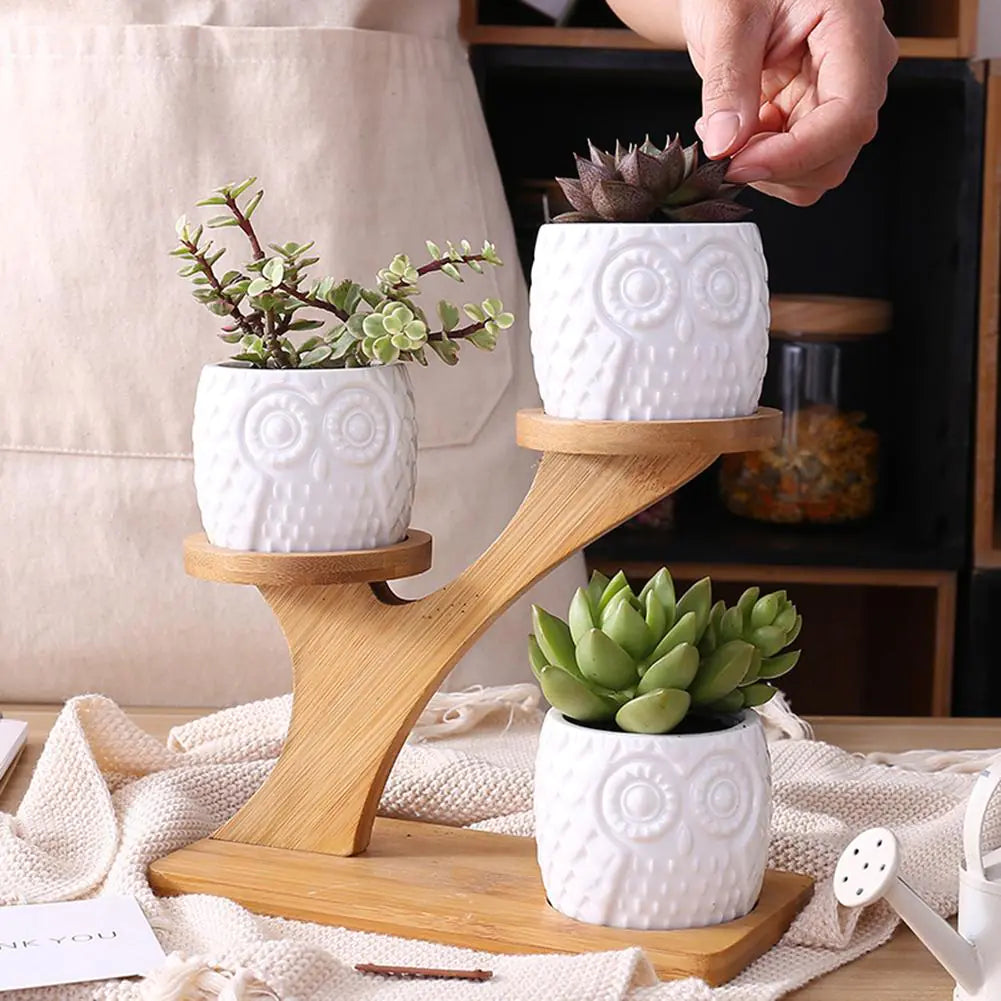 Decorative succulent pots for home decor
