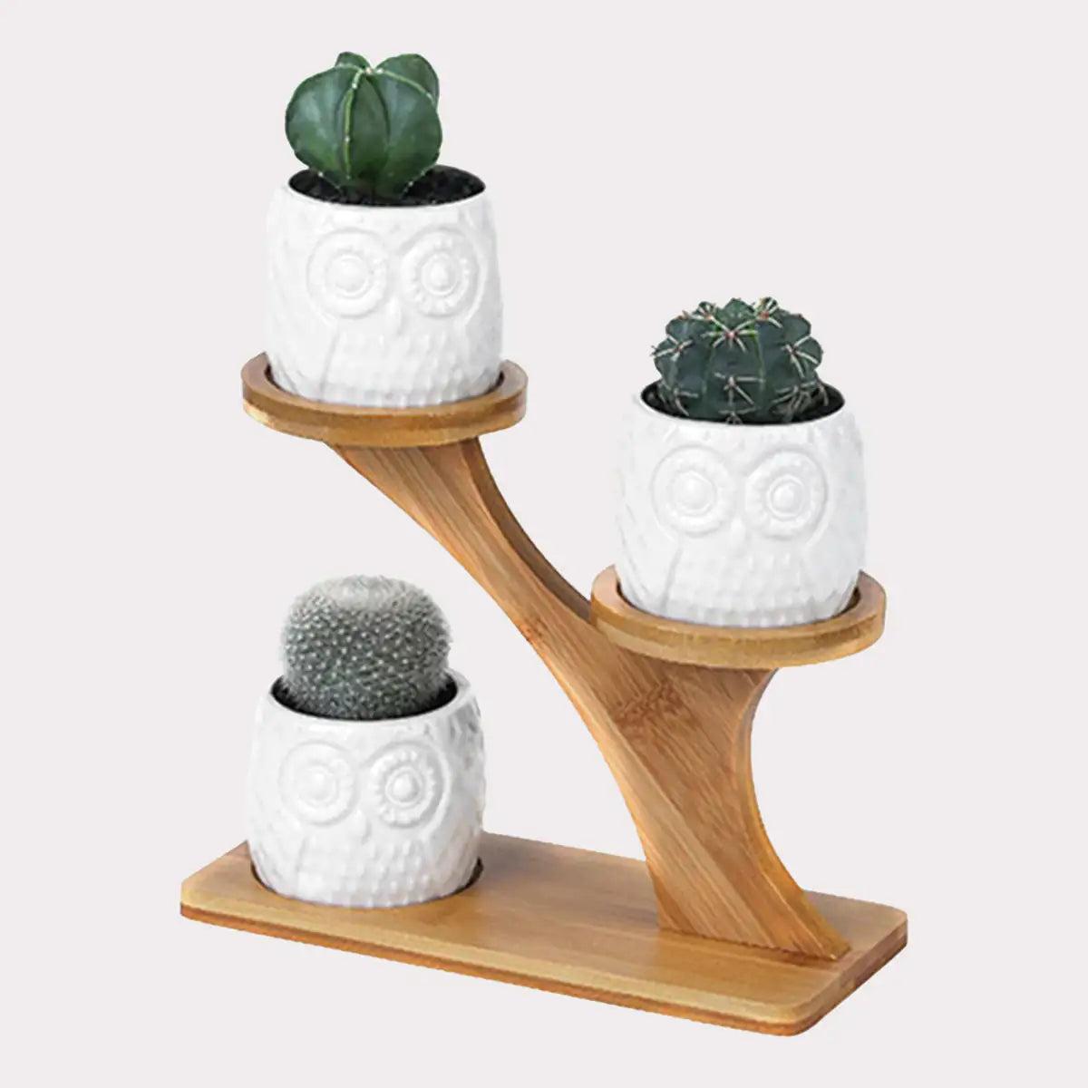 Decorative Succulent Pots for Home Decor